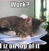 Image result for Work Office Cat Meme