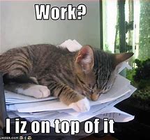 Image result for Working Cat Meme