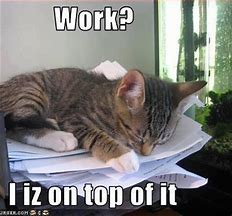 Image result for Funny Cats at Work Memes 2019