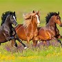 Image result for Horse Breed Identification