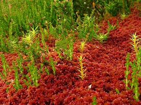Image result for Terrarium Moss Plant