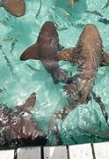 Image result for Images of a Family Swimming with Sharks at the Bahamas