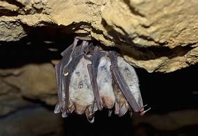 Image result for Sleeping Bat Cave