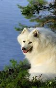 Image result for Samoyed iPhone Wallpaper