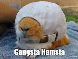 Image result for Hamster Drugs Meme
