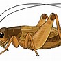 Image result for Cricket the Bug