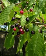 Image result for Black Cherry Tree Seeds