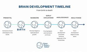 Image result for Chart Showing Evolution of the Brain