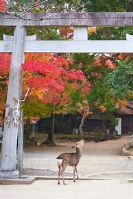 Image result for Sapporo Autumn