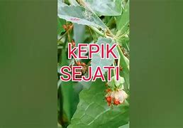 Image result for Kepik Sejati