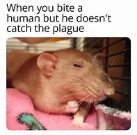 Image result for Small Kittwen with Rat Meme