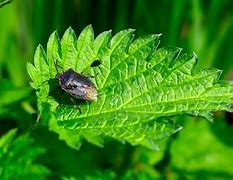 Image result for "chinch-bug"