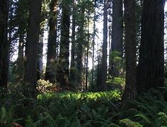 Image result for Redwood Forest Yosemite National Park