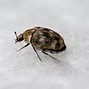Image result for Carpet Beetle Life Cycle