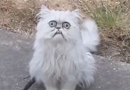 Image result for Boss Eyed Cat