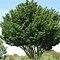 Image result for Acer palmatum Shishigashira