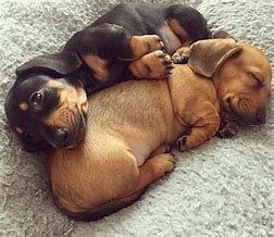 Image result for Funny Dachshund Puppies