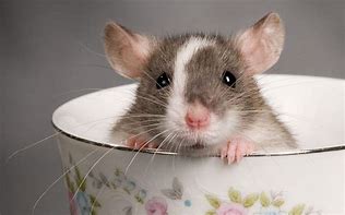 Image result for Cute Baby Mouse