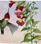 Image result for Free Hummingbird Screensavers