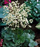 Image result for Heuchera Schneewittchen