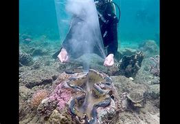 Image result for World's Biggest Clam