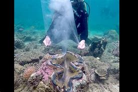 Image result for Giant Clam Eggs