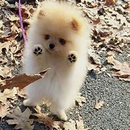 Image result for Cute Fluffy Baby Puppies