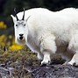 Image result for Mountain Goat Animal
