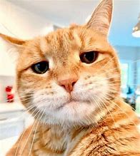 Image result for Seriously Meme Cat Face