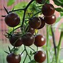 Image result for Solanum lycopersicum Black Cherry