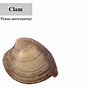 Image result for Clam Taxonomy