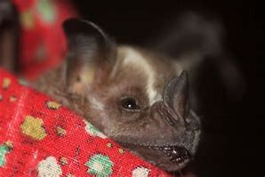 Image result for Male Fruit Bat
