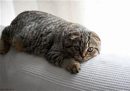 Image result for Cute Scottish Fold