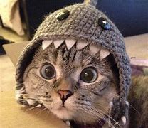 Image result for Cute and Funny Cat Pictures