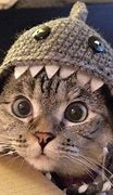 Image result for Cute Cats Funny
