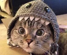 Image result for Hilarious Cat Pictures