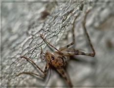 Image result for Creepy Cricket Head