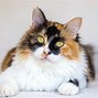 Image result for Long Haired Calico Cat