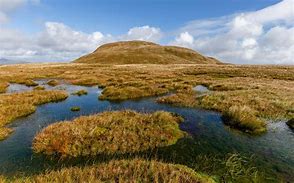 Image result for Peat Bodies