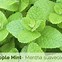 Image result for Apple Mint Plant