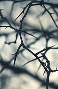 Image result for Thorns Aesthetic