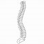 Image result for Spinal Cord Clip Art Black and White