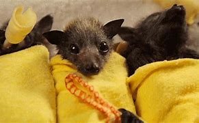 Image result for Smallest Baby Bat