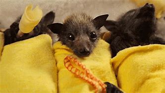 Image result for Feeding Baby Bats