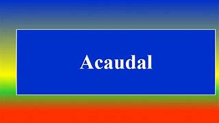 Image result for aduqnal