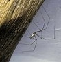 Image result for Common House Spider Identification