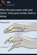 Image result for Eel Meme