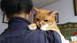 Image result for Cat Give Love