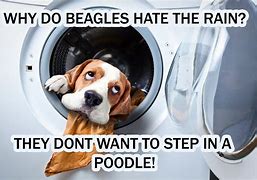Image result for Animal Jokes One-Liners