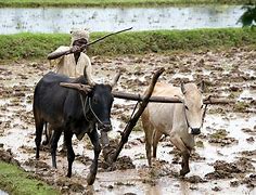 Image result for Farmer Tamil Wikipedia